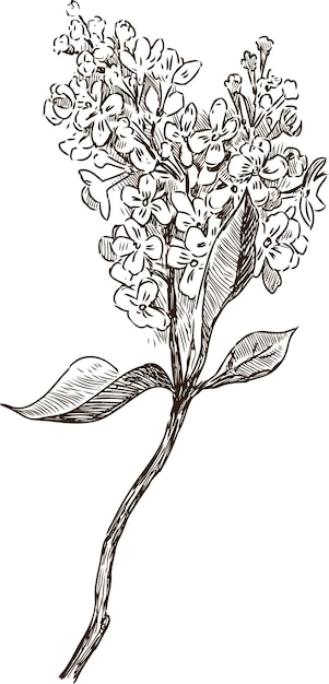 ベクトル ライラックの開花小枝のスケッチ
