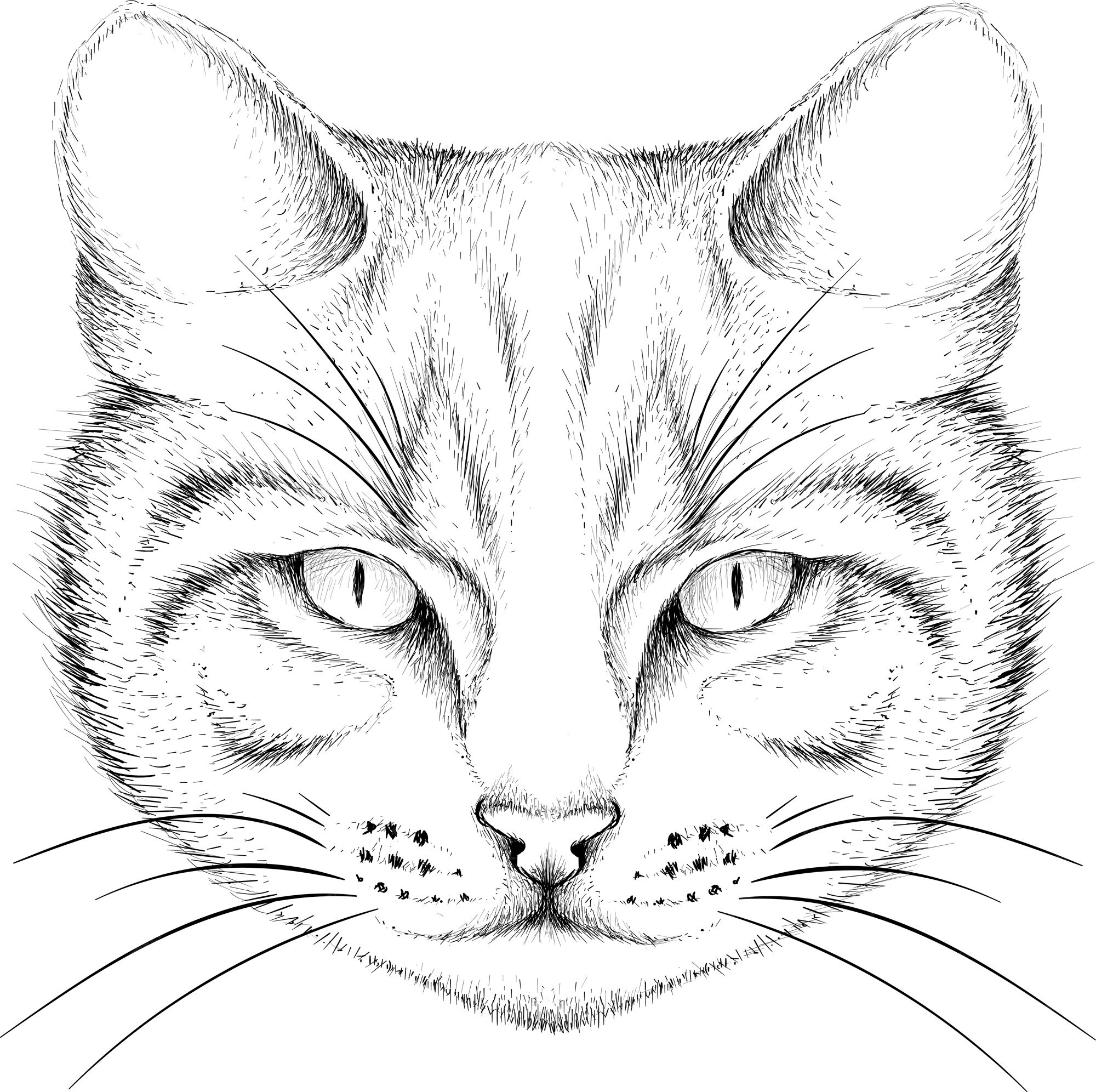 Лицо кошки рисунок