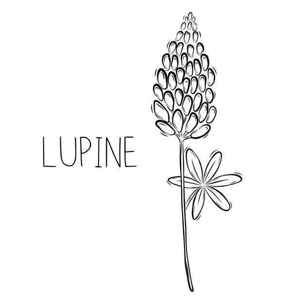 Vector sketch of lupine flower vector illustratie in doodle stijl botanische geneeskrachtige kruiden rustic trendy greenery