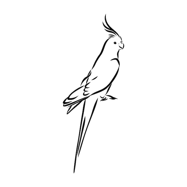 Эскиз попугая рисованной векторные иллюстрации