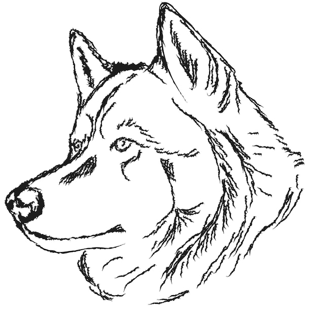늑대 머리의 스케치