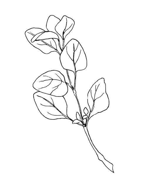 Sketch of Oregano plant