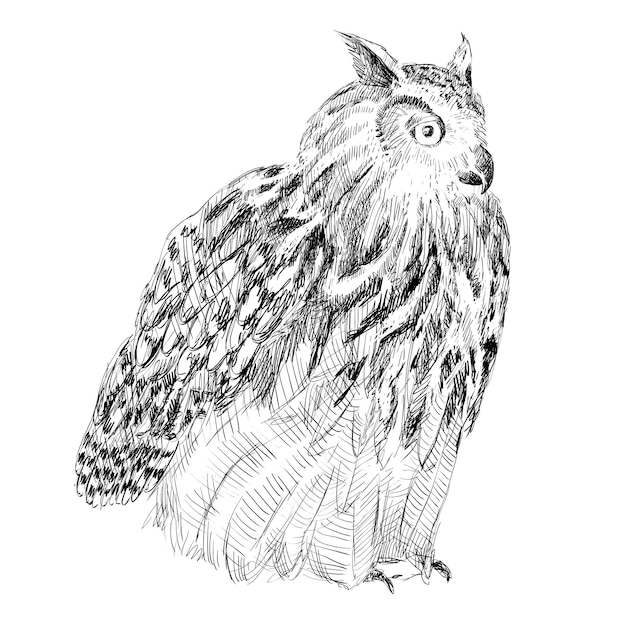 Sketch of owl