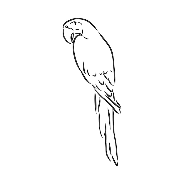 Sketch of parrot Hand drawn vector illustration