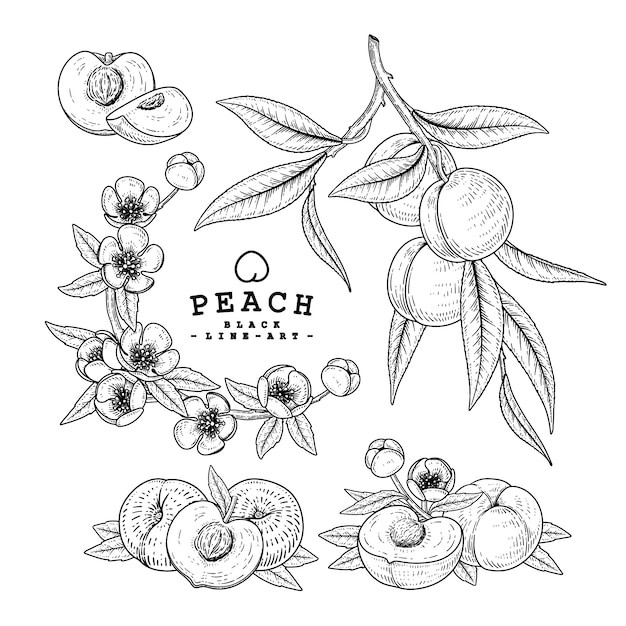 桃の装飾セットをスケッチします。手描きの植物イラスト。黒と白の白い背景で隔離のラインアート。果物の絵。レトロなスタイルの要素。