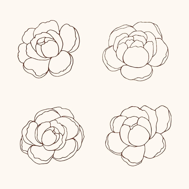 Vector sketch peony flowers set