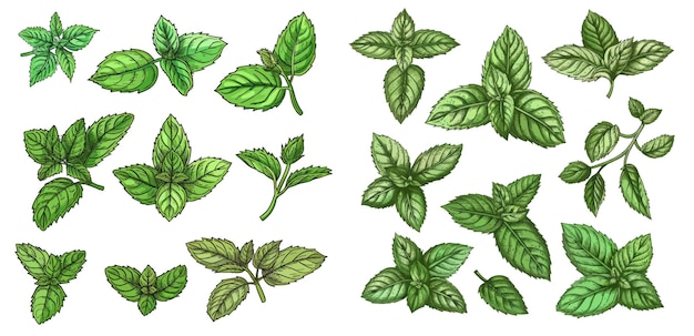 Vector sketch peppermint herb