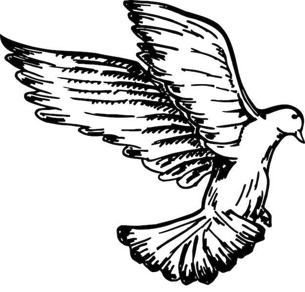 Sketch of pigeon bird flying Vector sketch of a flying bird Hand drawn illustration