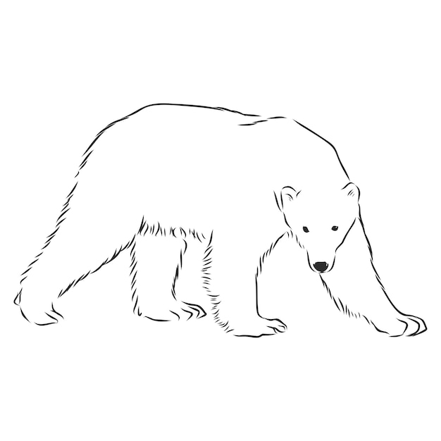 Sketch of a polar bear vector illustration