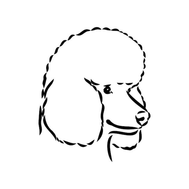 Sketch of poodle dog breed black outline on transparent background