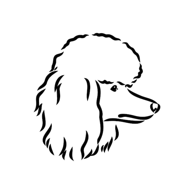 Vector sketch of poodle dog breed black outline on transparent background