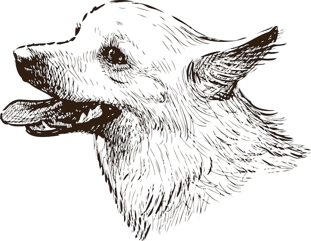 Sketch portrait of a lap dog