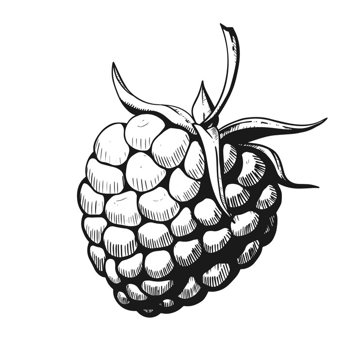 Vector sketch of the raspberry on white background,vector illustration
