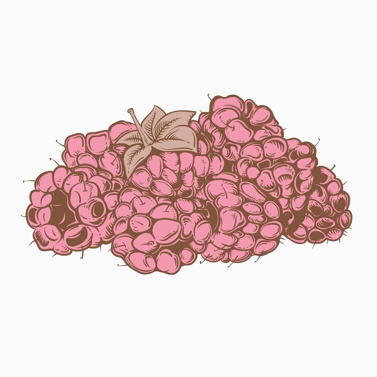 Vector sketch_raspberry1
