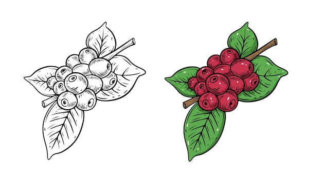 A sketch of a red berry on a branch.