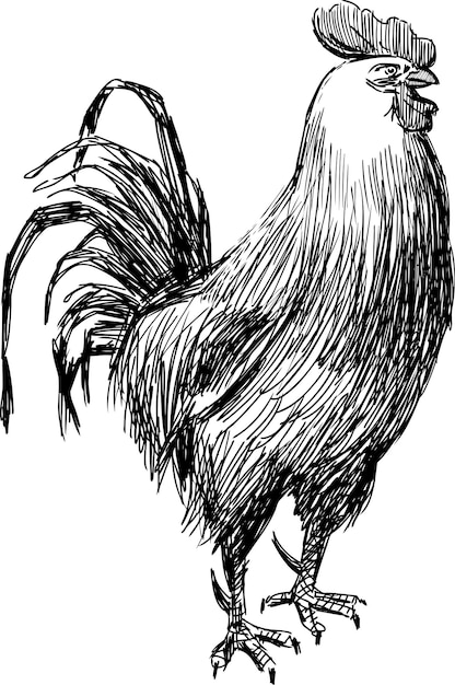 Vector sketch of rooster