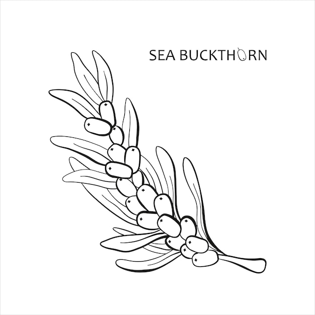 Sketch of sea buckthorn with text Illustration vector Isolated on white background