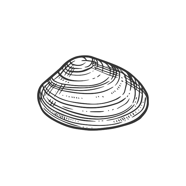 Эскиз вектора морской раковины с гравировкой морского моллюска