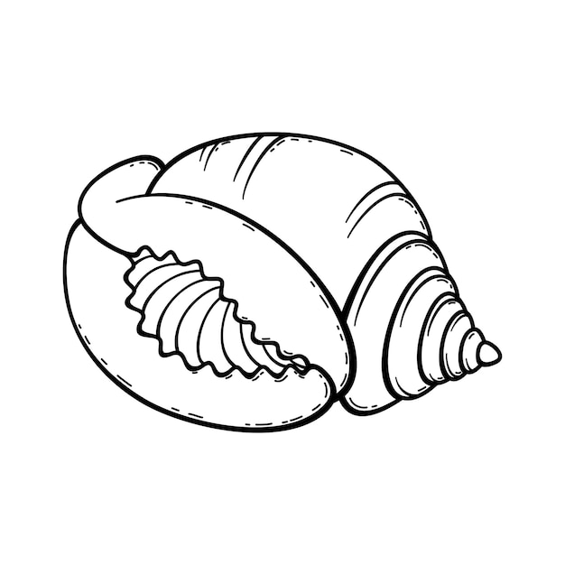 Vector sketch sea shell6