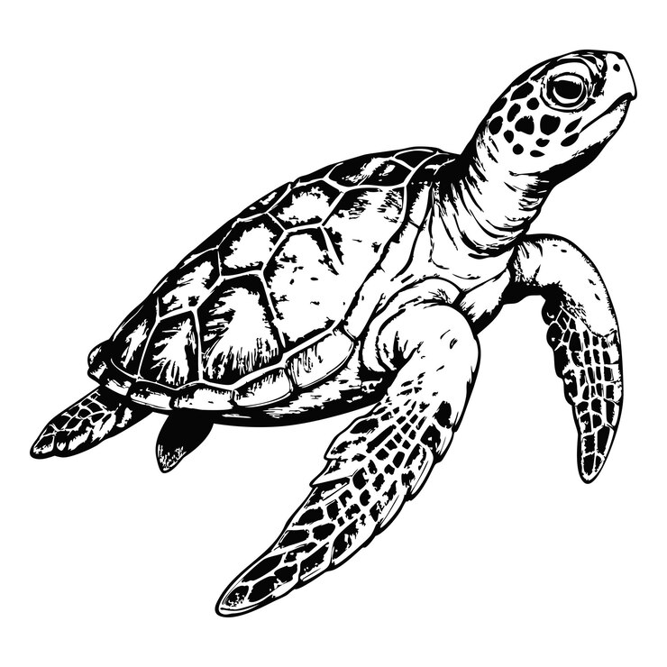 Vector sketch of a sea turtle swimming side view on a white background