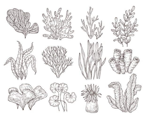 Sketch seaweed Isolated ocean seaweeds aquarium decorative art elements Underwater corals engraving sea algae laminaria exact vector set Ocean underwater plant or aquarium illustration