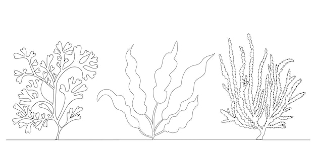 Sketch seaweed line drawing, vector