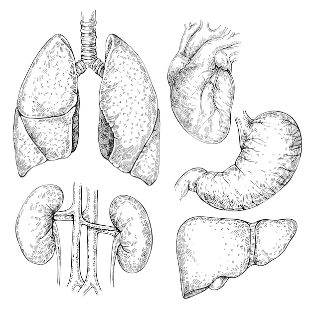 Sketch set di diversi organi umani: cuore, reni, stomaco, fegato, polmoni. insieme isolato di organi interni