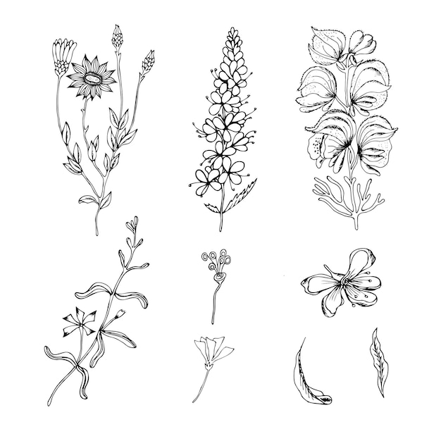 Schizzo di una serie di piante da campo contorni disegnati a mano di fiori selvatici ed erbe su uno sfondo bianco