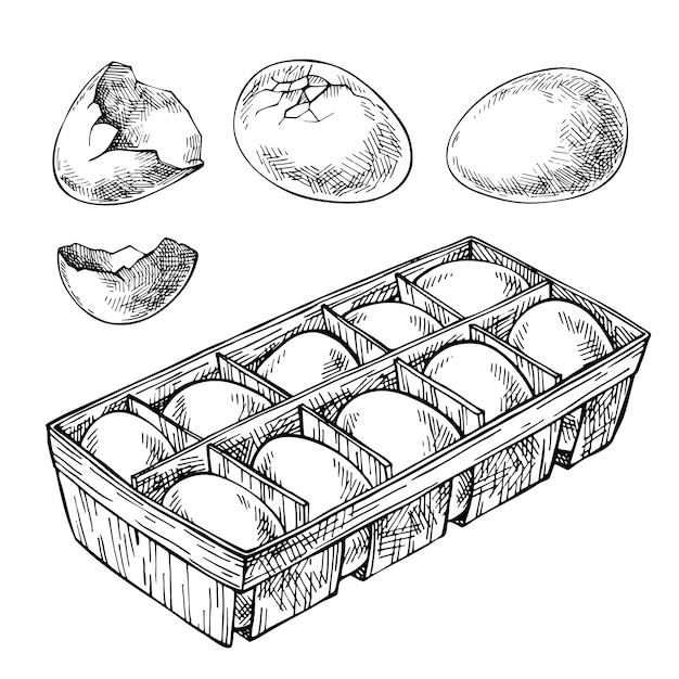 卵、卵トレイ、壊れた卵のセットをスケッチします。卵の箱。手描きの卵。刻まれた食べ物のイラスト。
