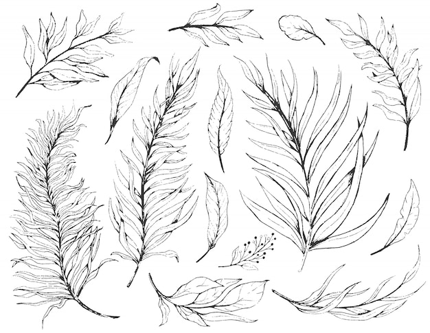 Vector sketch set plant leaves