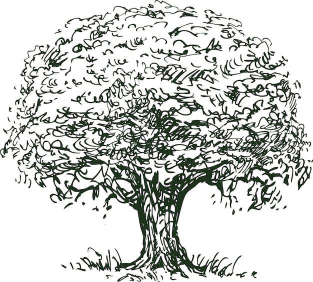 Эскиз силуэта старого одиночного лиственного дерева