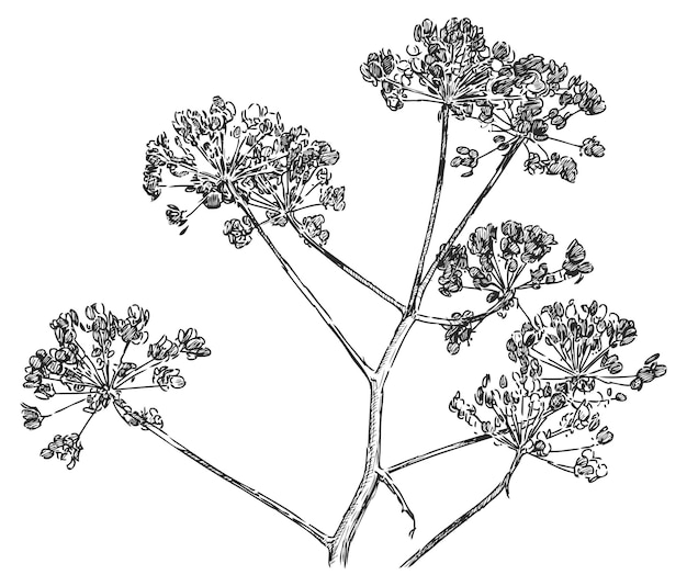 Sketch of silhouette umbrella plant