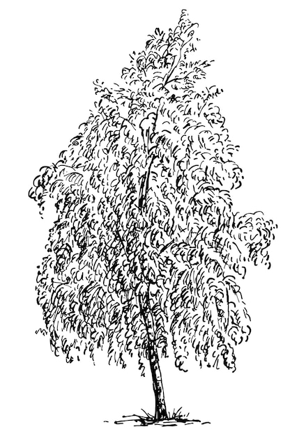 Vector sketch of single birch tree with lush foliage