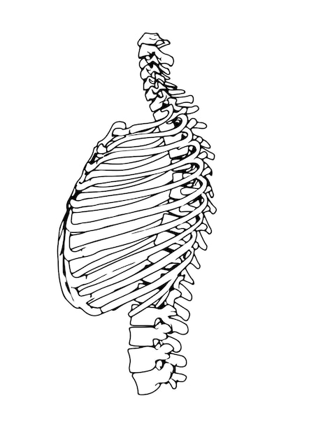 Vector sketch of the skeleton of the chest on a white background vector