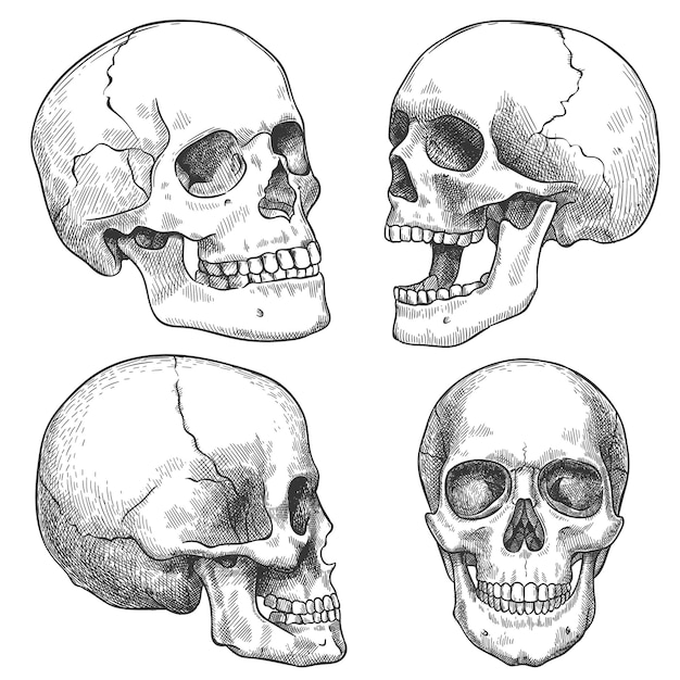 스케치 해골. 손으로 그린 해부학적 두개골은 다른 투영, 단색 문신 삽화, 해부학 얼굴 할로윈 공포 벡터 요소입니다. 닫힌 턱과 열린 턱이 새겨진 인간의 두개골