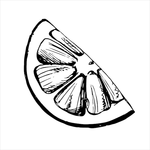 Эскиз ломтика цитрусовых, векторная иллюстрация