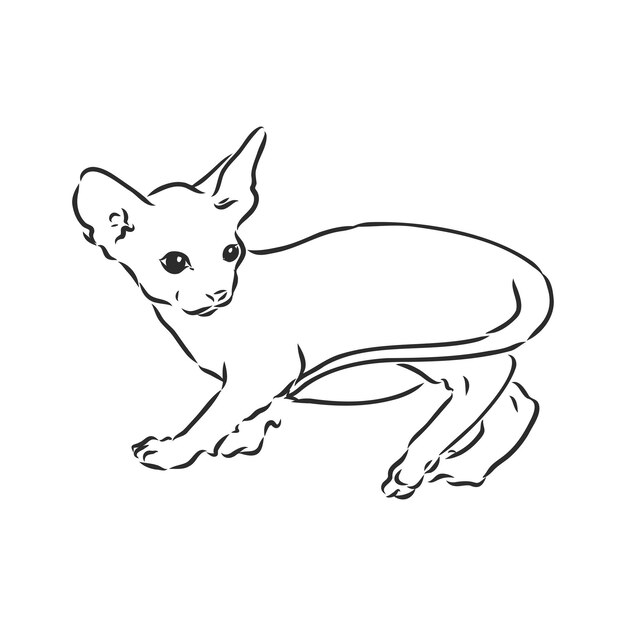 Sketch of a sphinx cat isolated on a white background sphinx cat vector sketch