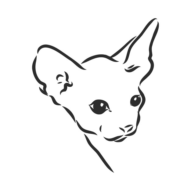 Sketch of a sphinx cat isolated on a white background sphinx cat vector sketch