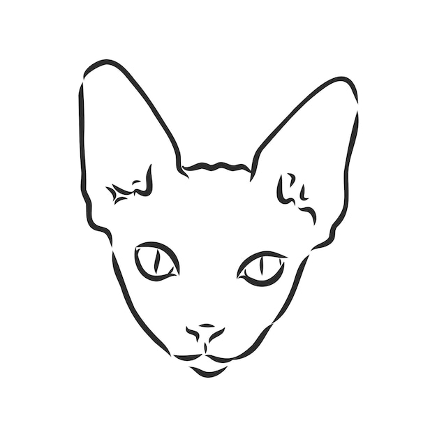 Schizzo di un gatto sfinge isolato su uno sfondo bianco schizzo vettoriale gatto sfinge