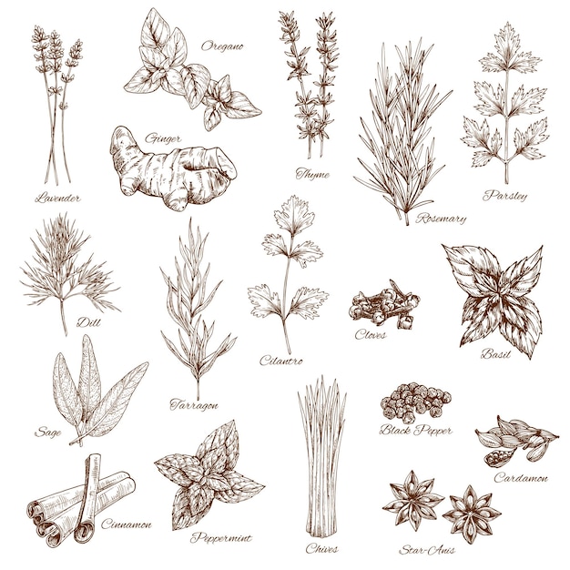 Vector sketch spices and herbs vector flavorings