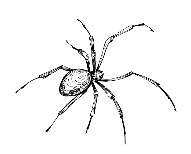 Sketch of spider. Hand drawn illustration Isolated on white