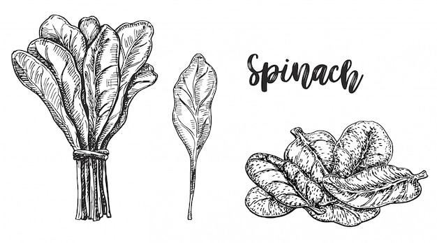 Sketch of spinach.  on white background. hand drawn  illustration.