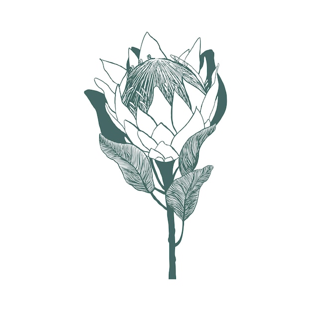 Vettore fiore di protea del re disegnato a mano di stile di schizzo isolato su priorità bassa bianca