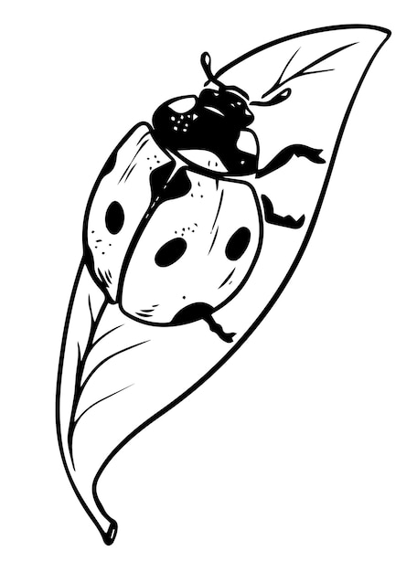 Sketch style ladybug crawling on leaf black lineart isolated on white background
