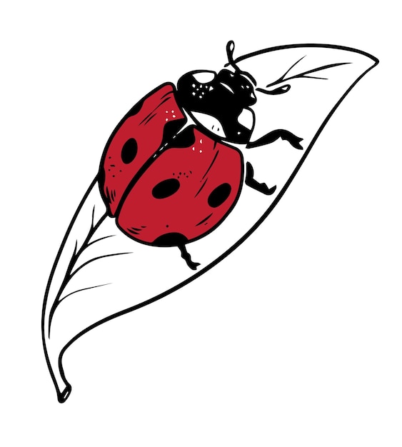 Vector sketch style ladybug red crawling on leaf black lineart isolated on white background