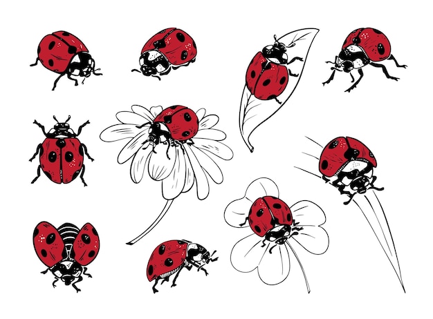 Vector sketch style ladybug set illustration black lineart red fill isolated on white background