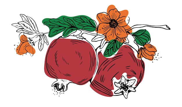 Sketch style two whole pomegranate fruits with leaves and flowers on white background