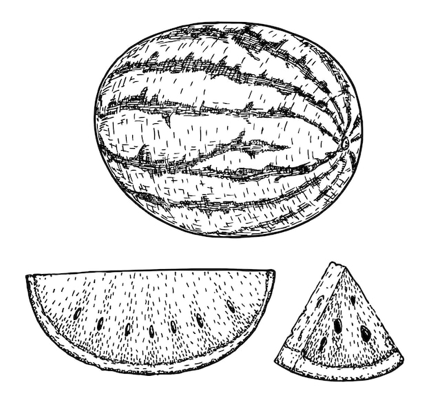 Sketch style watermelon half and triangle cut out composition fresh watermelon with two types