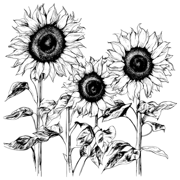 Schizzo disegno floreale di pittura botanica di fiori di girasole