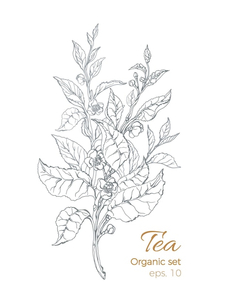 sketch of tea bush